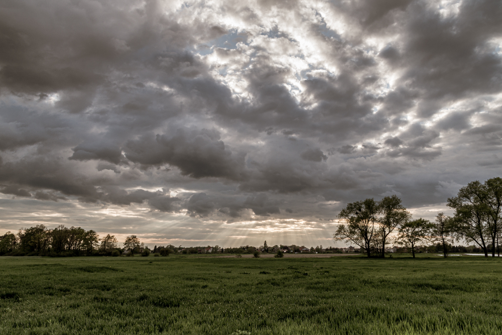 O que é clima? Imagem de um campo com algumas árvores no canto sob um céu nublado