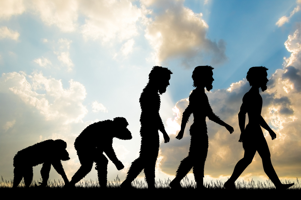 Ilustração da evolução humana mostrando a silhueta de cinco figuras em diferentes estágios evolutivos, desde um primata quadrúpede até um ser humano moderno, caminhando da esquerda para a direita contra um céu iluminado pelo sol.