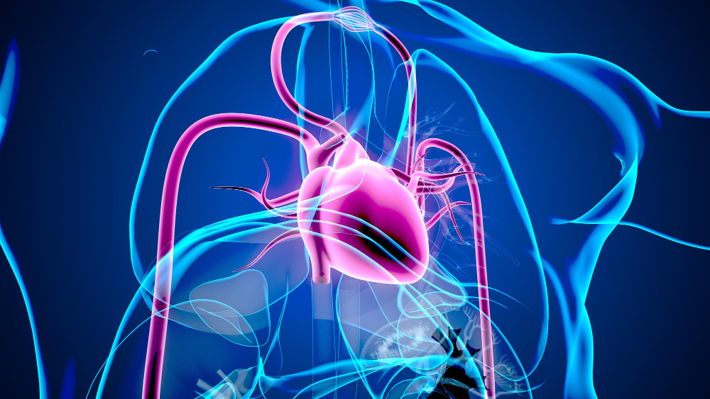 Ilustração digital do sistema cardiovascular, destacando o coração e os vasos sanguíneos em tons vibrantes de rosa e azul, representando a circulação do sangue no corpo humano.